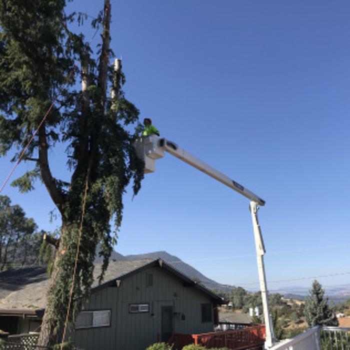 Ace Tree Solutions - Nice, CA