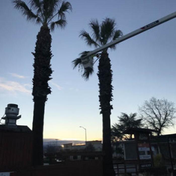 Ace Tree Solutions - Nice, CA