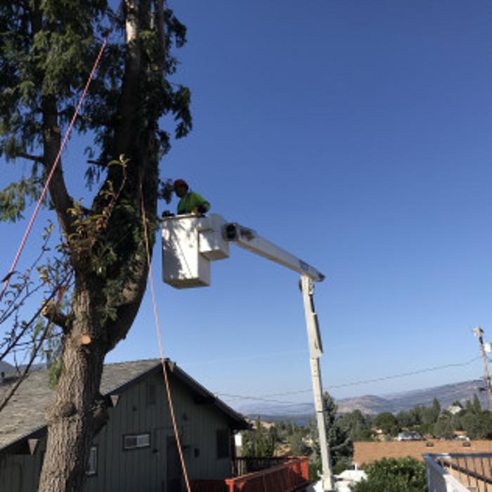 Ace Tree Solutions - Nice, CA