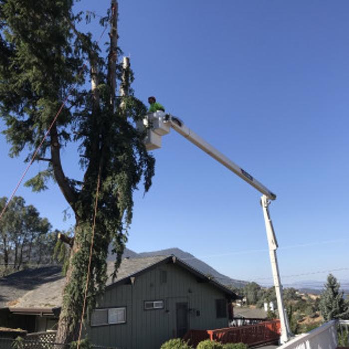 Ace Tree Solutions - Nice, CA