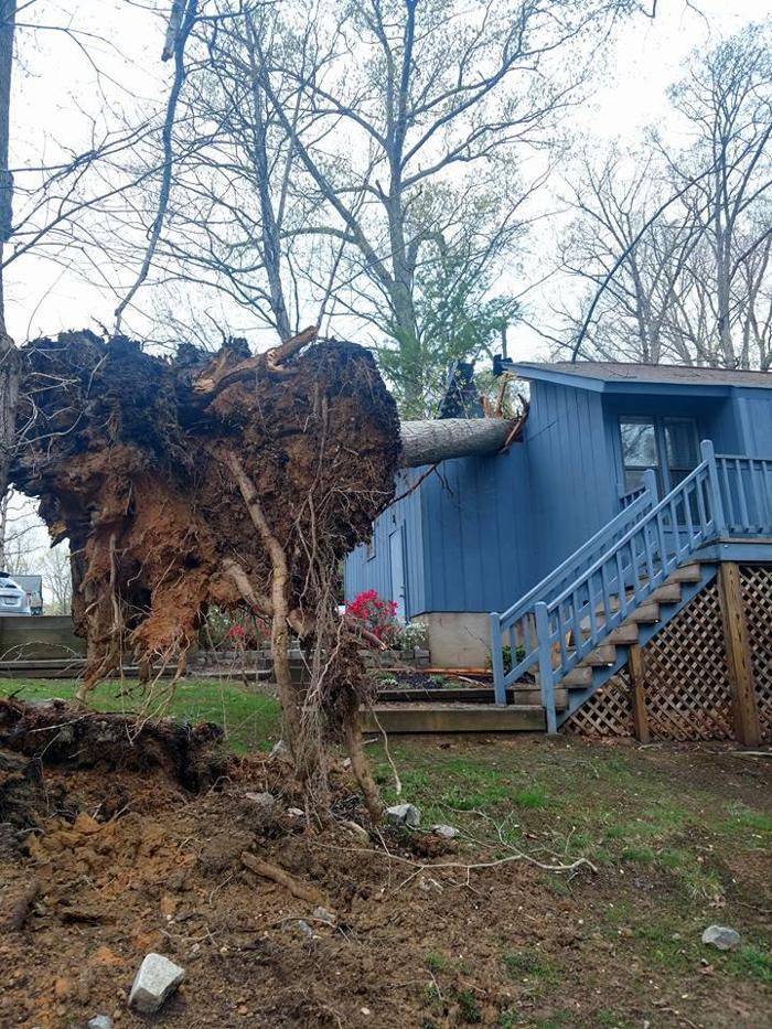 D. Vauter Tree and Stump Service, Inc. - Richmond, VA