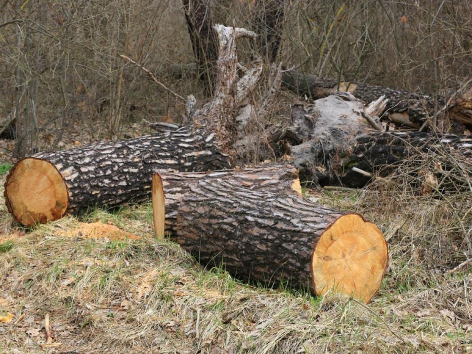 G Professional Tree Service - La Vergne, TN