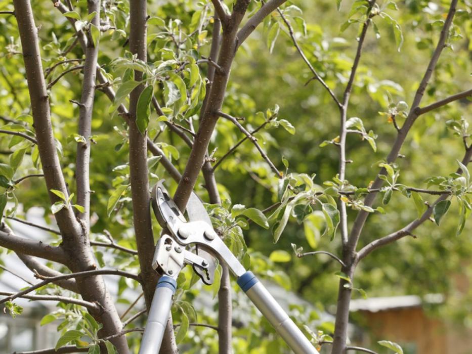 G Professional Tree Service - La Vergne, TN