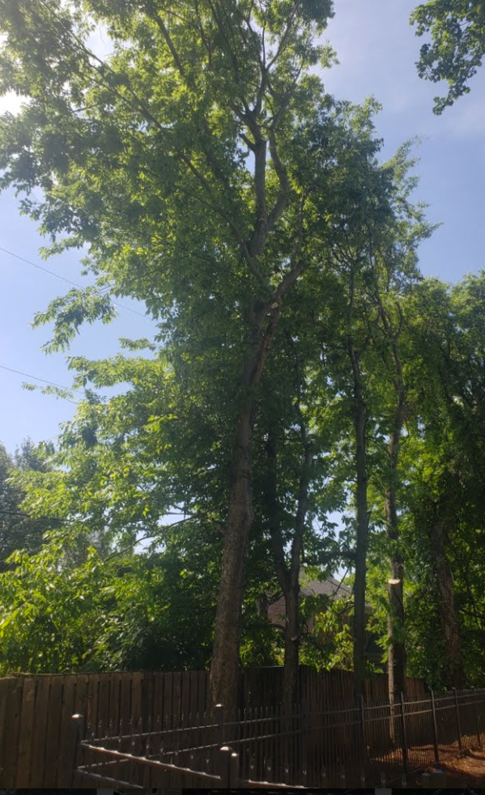 G Professional Tree Service - La Vergne, TN