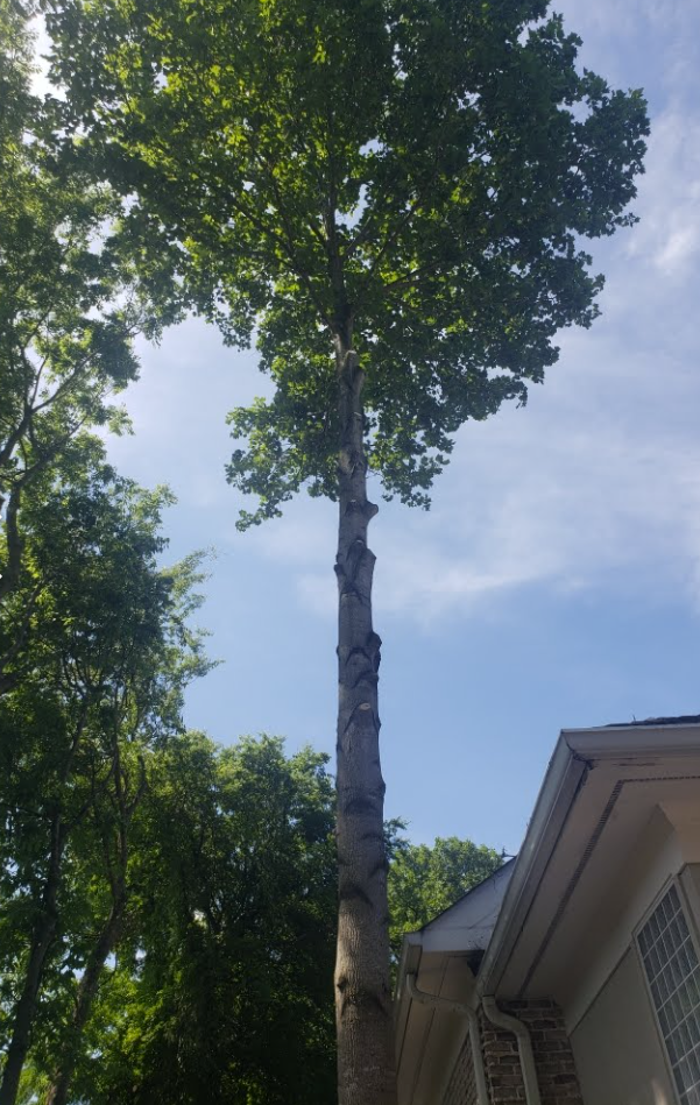 G Professional Tree Service - La Vergne, TN