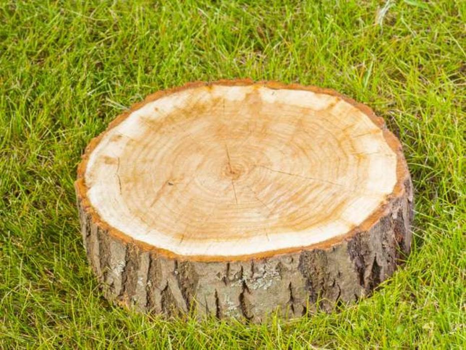 G Professional Tree Service - La Vergne, TN