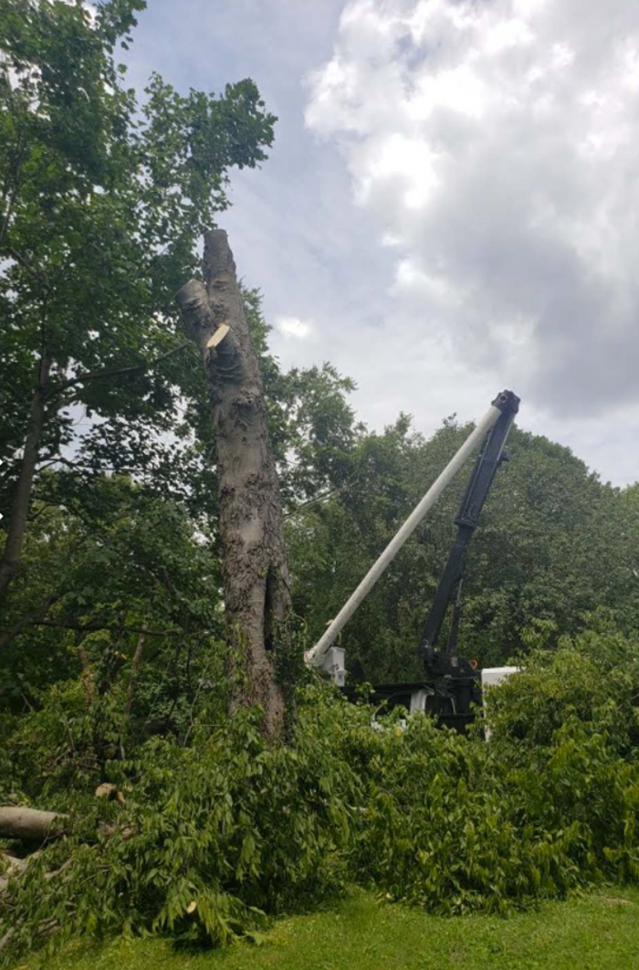 G Professional Tree Service - La Vergne, TN