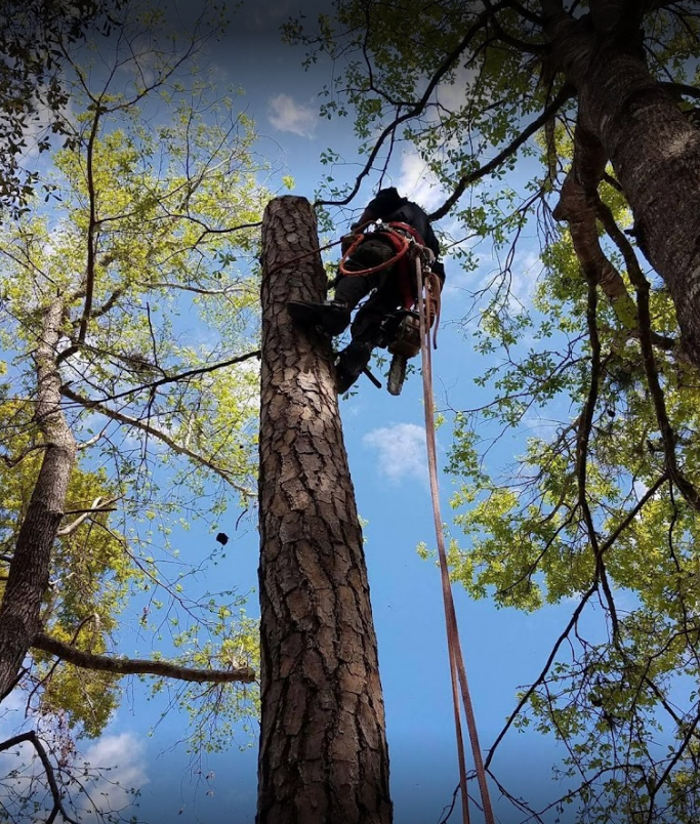 Saw-Rite Tree Service - Garden City, SC