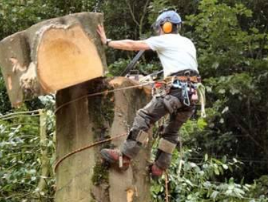 Saw-Rite Tree Service - Garden City, SC
