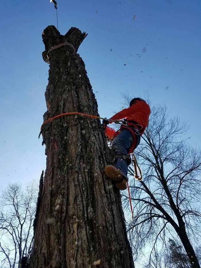 Cypress Tree Service - Andover, NJ