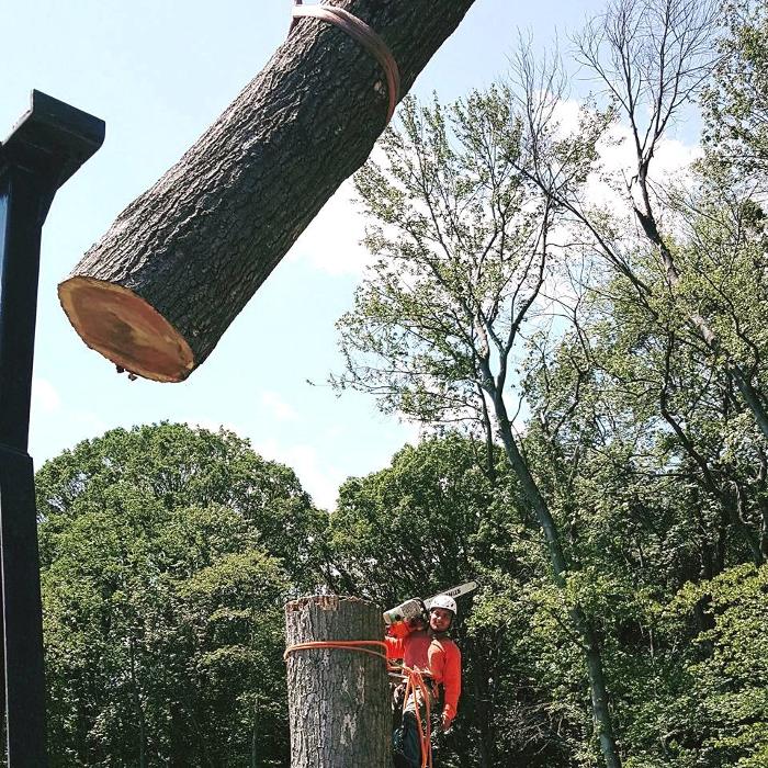 Cypress Tree Service - Andover, NJ