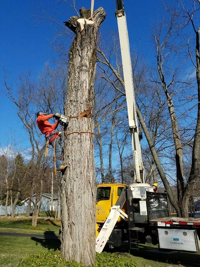 Cypress Tree Service - Andover, NJ