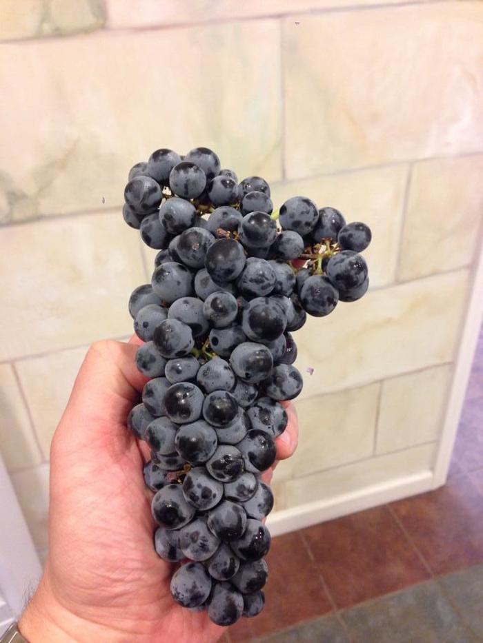 Bacchus Winemaking Club - Toms River, NJ