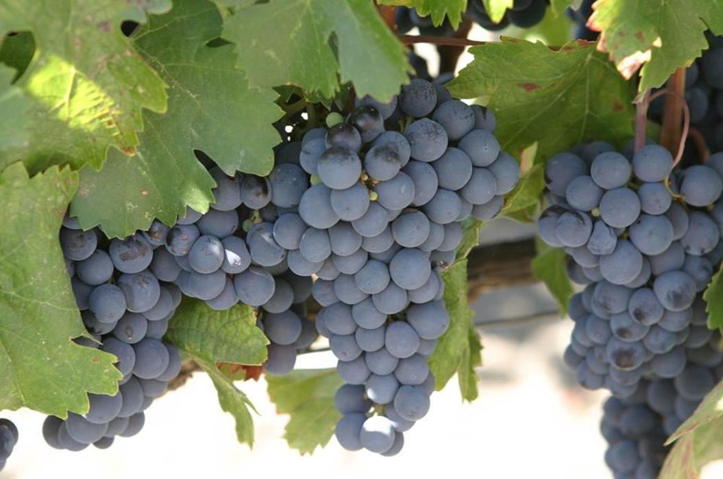 Bacchus Winemaking Club - Toms River, NJ