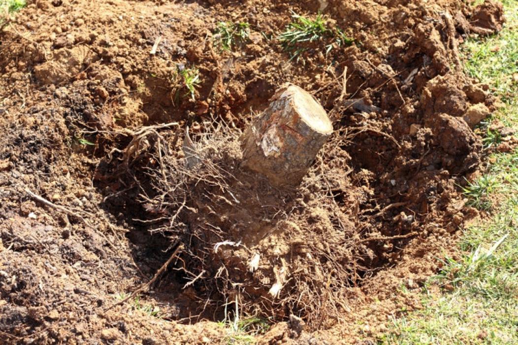 Green Giant Tree & Grading - McDonough, GA