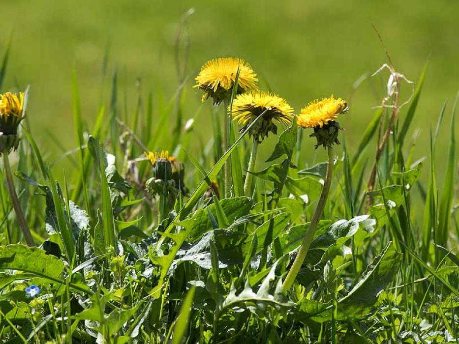 West Texas Weed Control - Levelland, TX