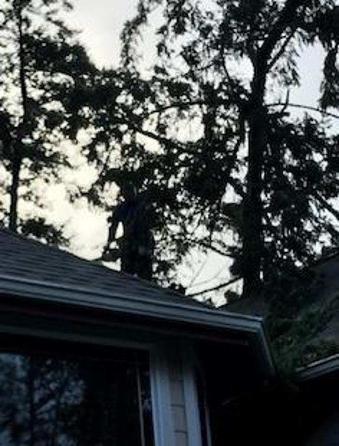All Purpose Tree Service, LLC - Oak Harbor, WA