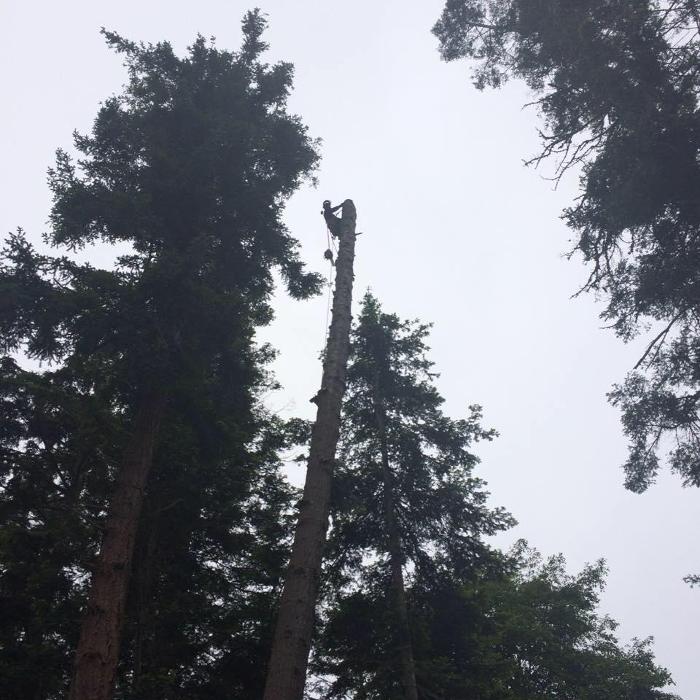 All Purpose Tree Service, LLC - Oak Harbor, WA
