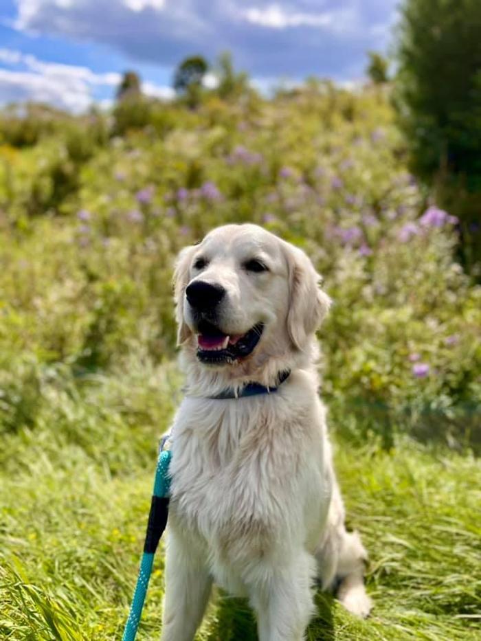 Carden Kennels - Bangor, ME