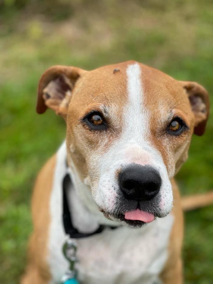 Carden Kennels - Bangor, ME