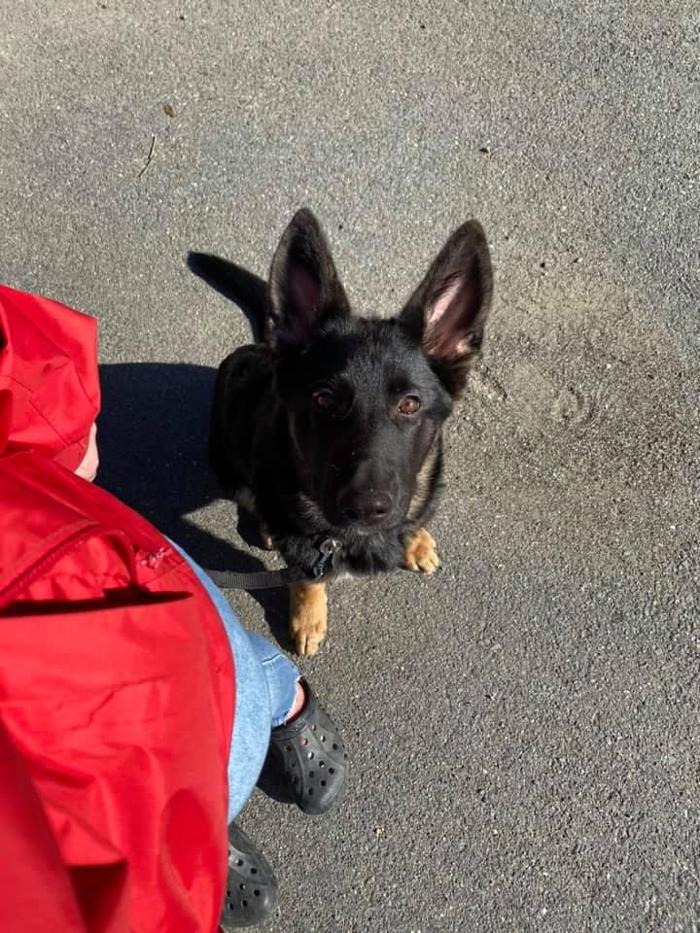 Carden Kennels - Bangor, ME