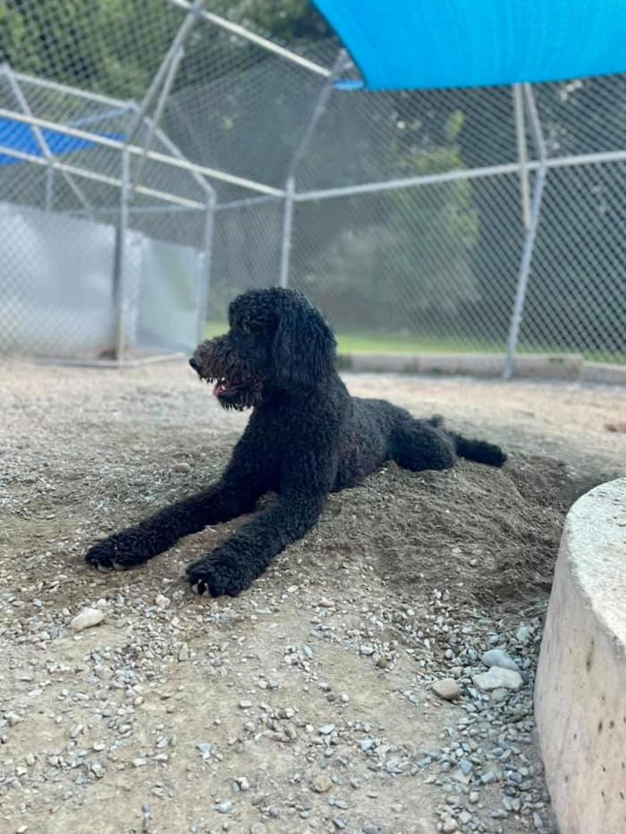 Carden Kennels - Bangor, ME