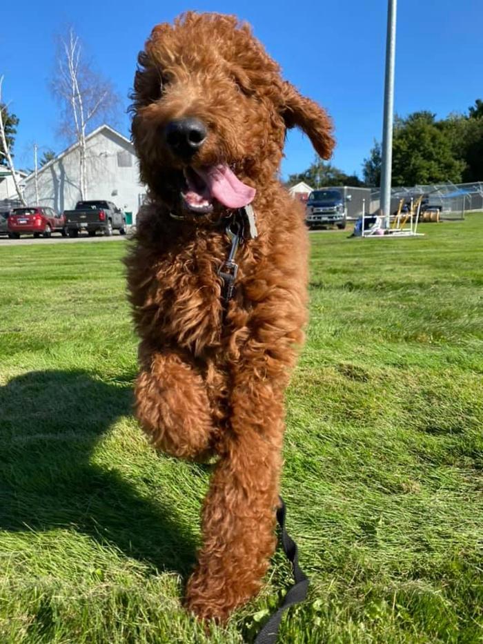 Carden Kennels - Bangor, ME