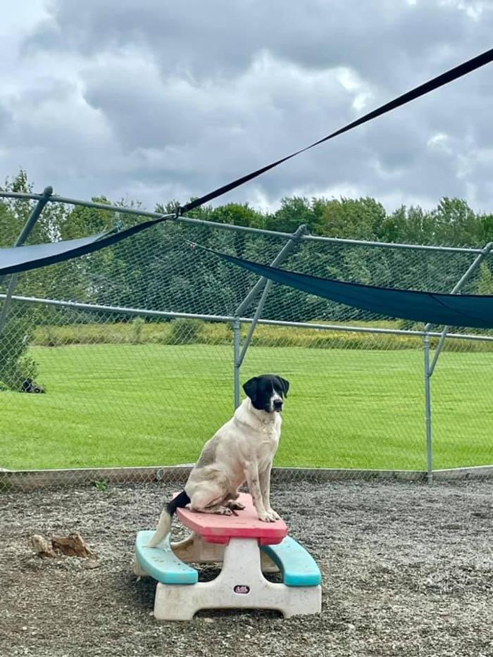 Carden Kennels - Bangor, ME