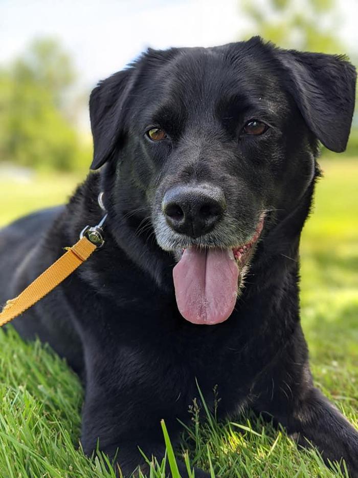 Carden Kennels - Bangor, ME