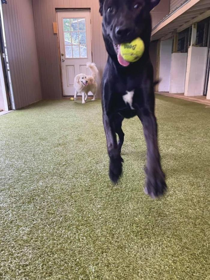 Carden Kennels - Bangor, ME