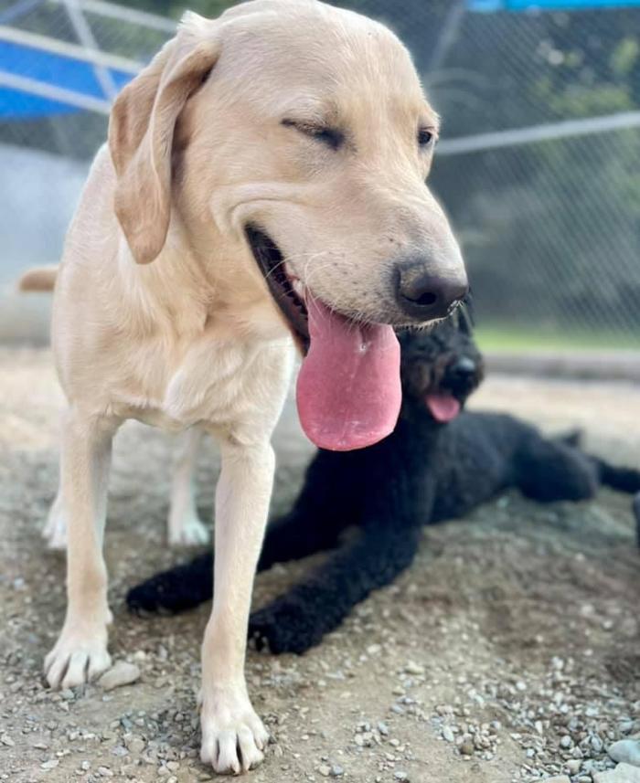 Carden Kennels - Bangor, ME