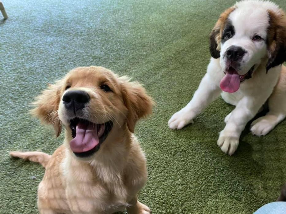 Carden Kennels - Bangor, ME