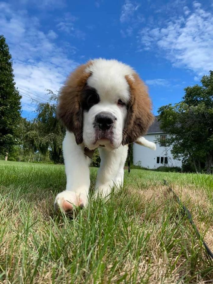 Carden Kennels - Bangor, ME