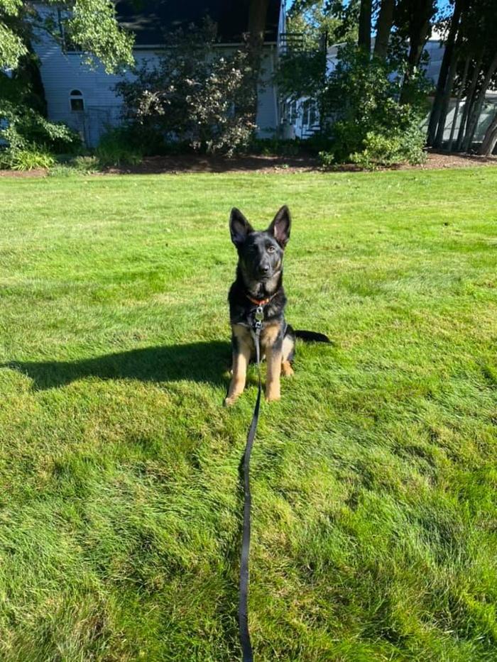 Carden Kennels - Bangor, ME