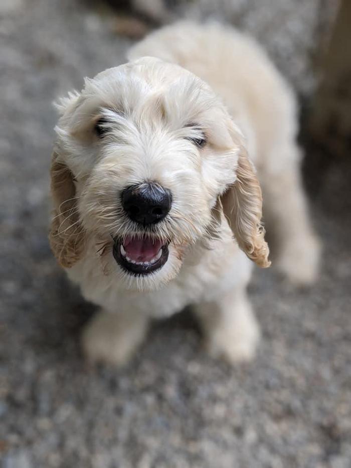 Carden Kennels - Bangor, ME