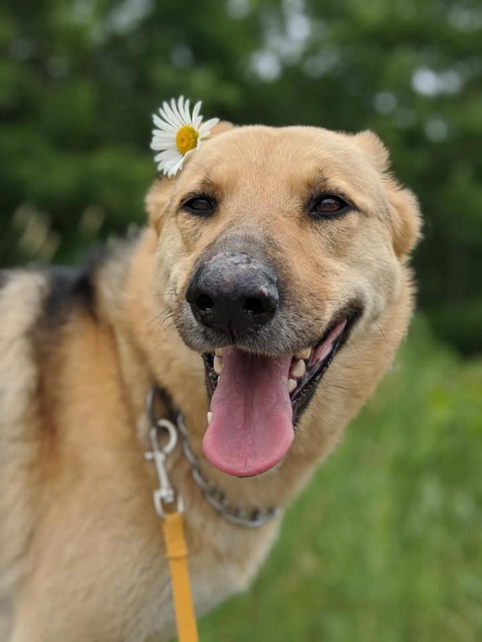 Carden Kennels - Bangor, ME