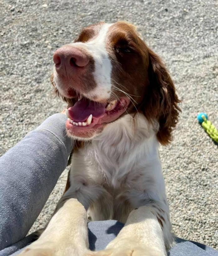 Carden Kennels - Bangor, ME