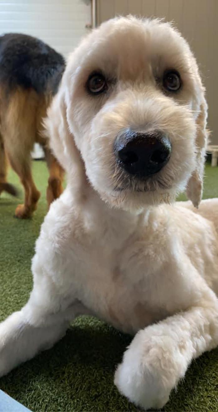 Carden Kennels - Bangor, ME