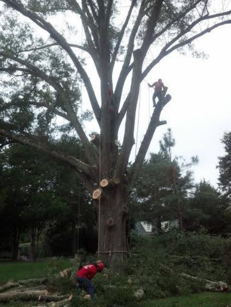 Image 4 | Union Tree Experts