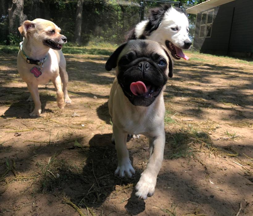 South Paws Ranch - Gainesville, TX