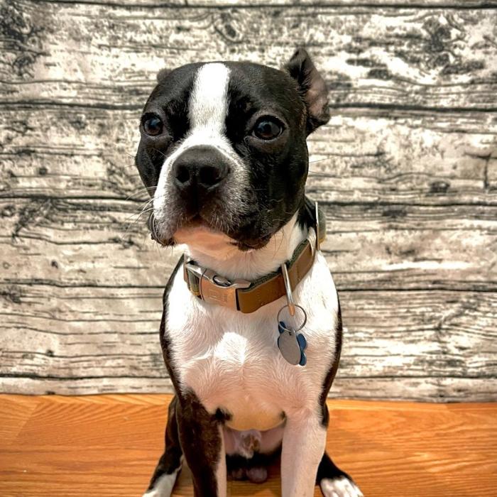 South Paws Ranch - Gainesville, TX