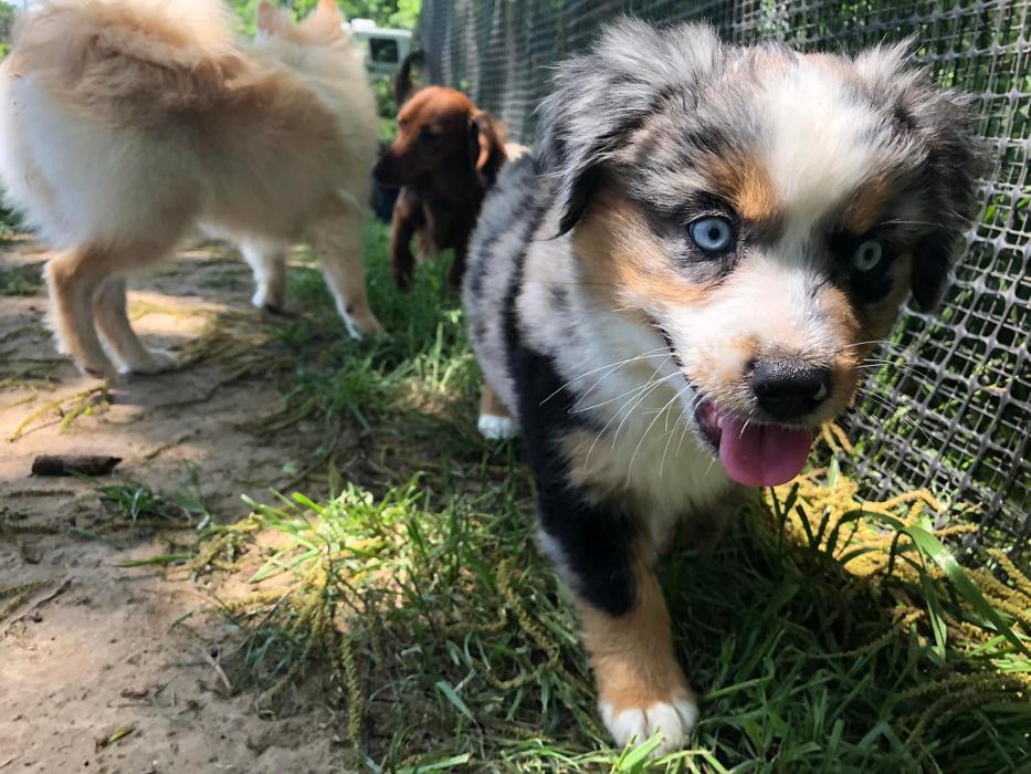 South Paws Ranch - Gainesville, TX