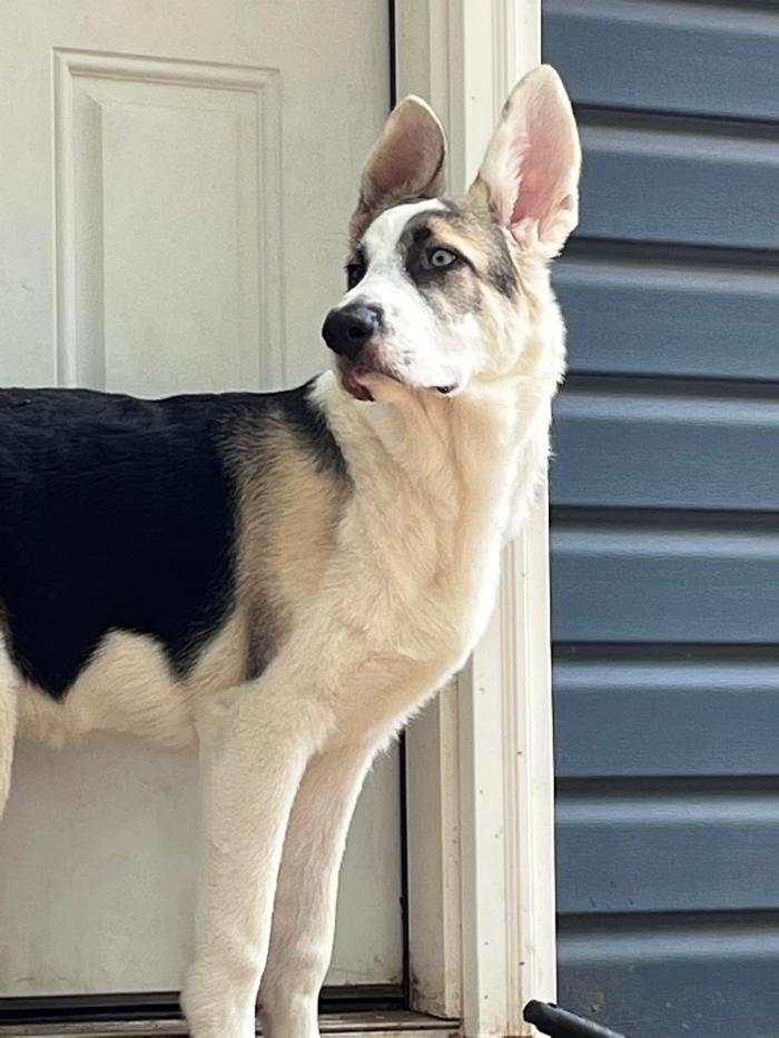 South Paws Ranch - Gainesville, TX