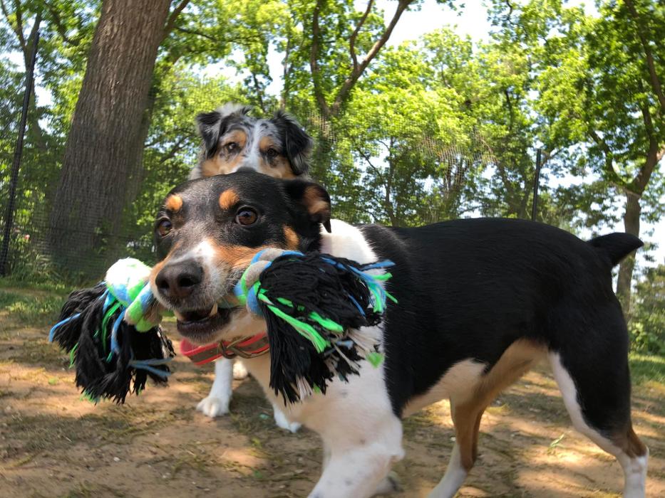 South Paws Ranch - Gainesville, TX