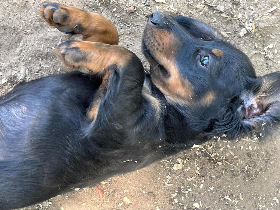 South Paws Ranch - Gainesville, TX