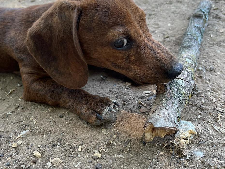 South Paws Ranch - Gainesville, TX