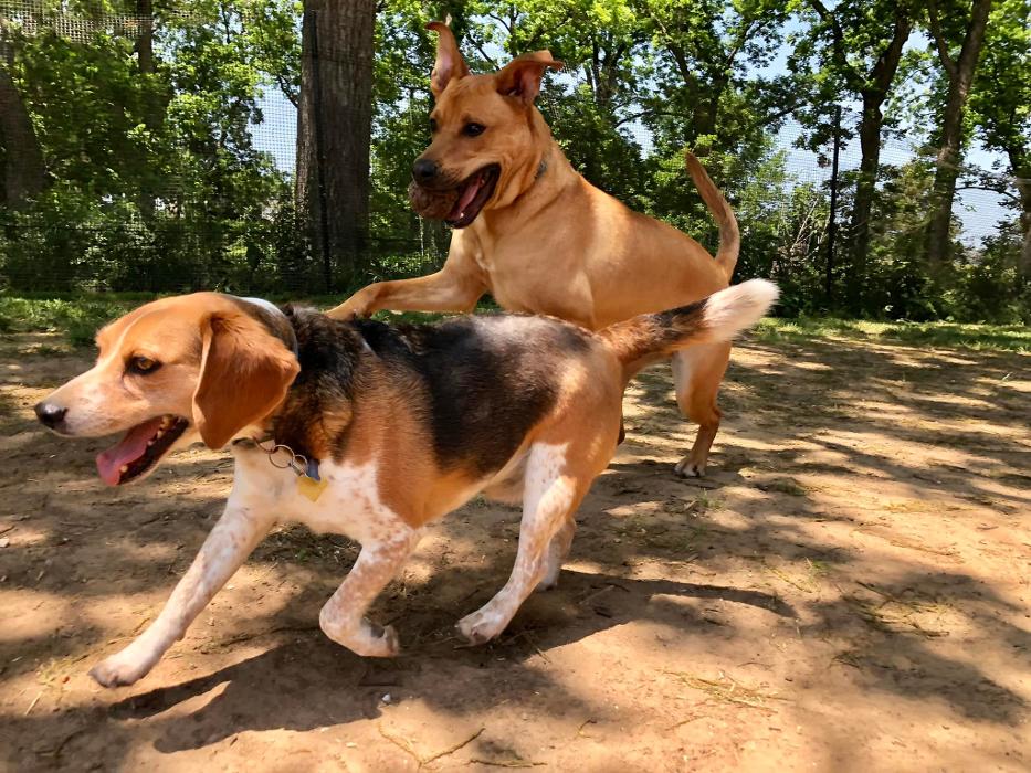 South Paws Ranch - Gainesville, TX
