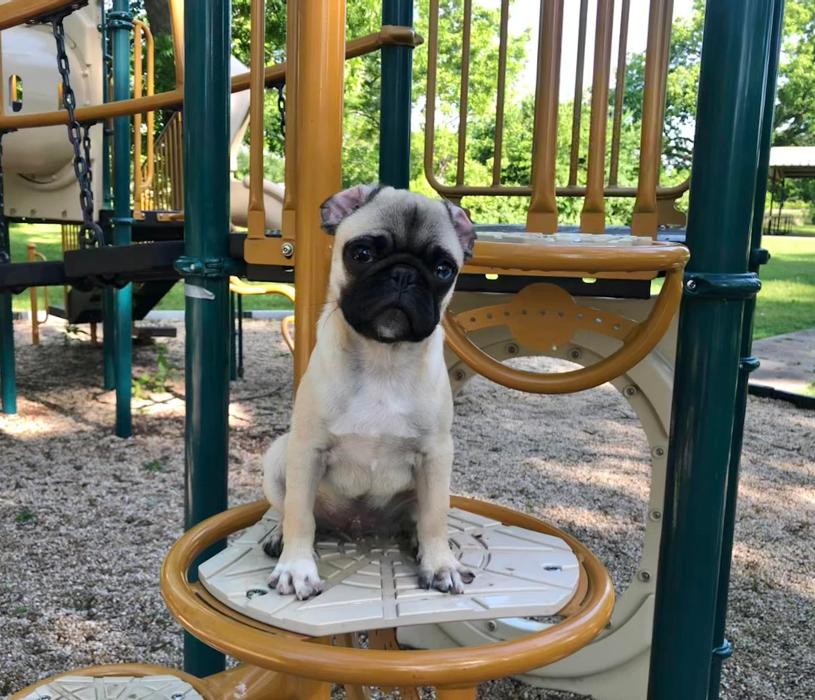 South Paws Ranch - Gainesville, TX