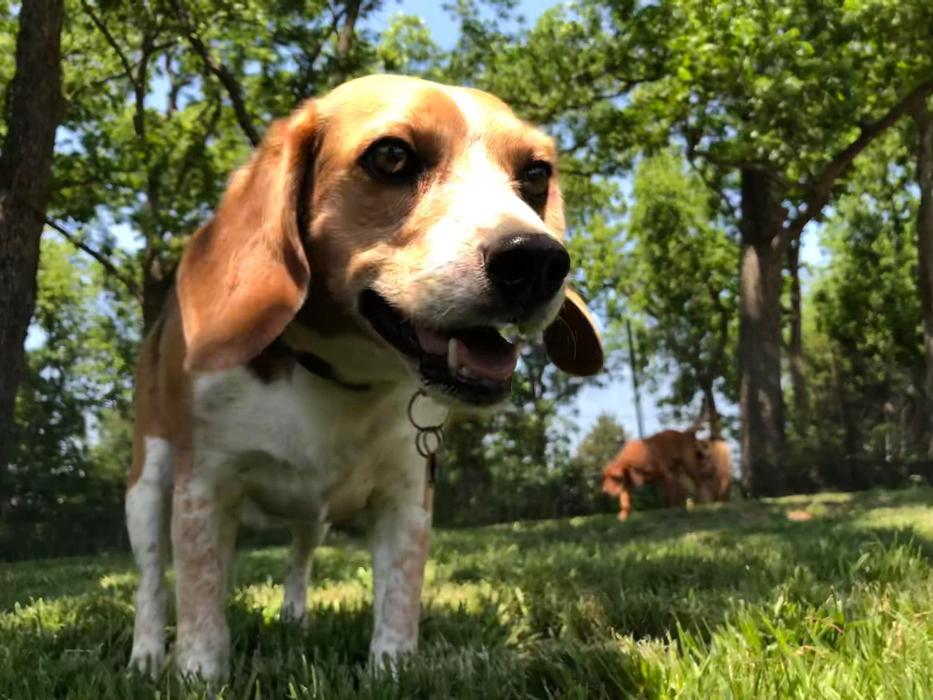 South Paws Ranch - Gainesville, TX