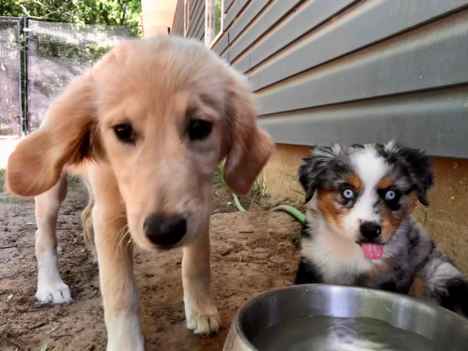 South Paws Ranch - Gainesville, TX